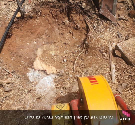 עבודת כרסום גזע עץ באדמה באמצעות מכרסמת גזעים מקצועית